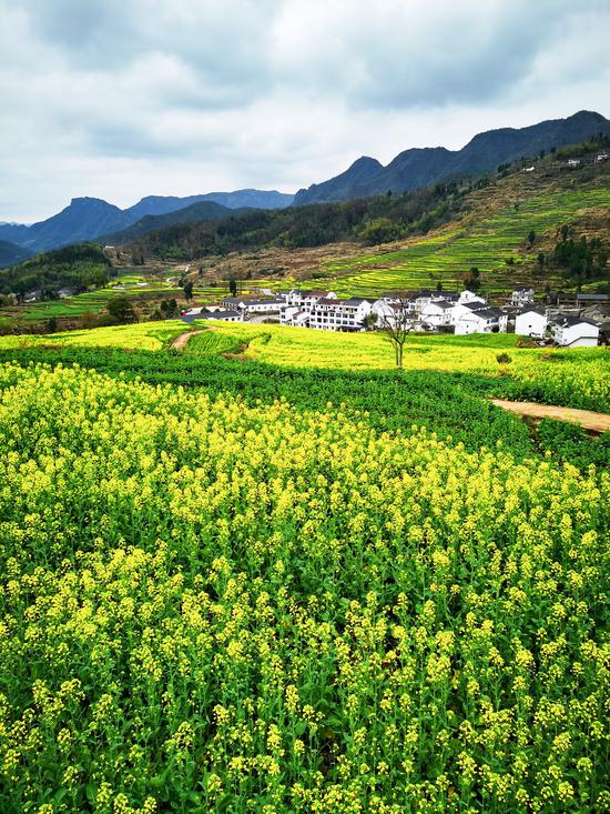 浙江省台州市仙居县杨丰山梯田油菜花盛开.崔江剑 摄