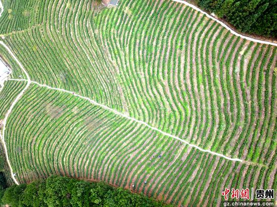 图为雷山也耶村茶场 图为雷山也耶村茶场