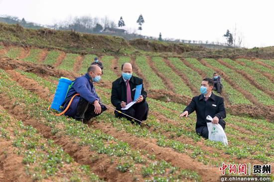 黄平农商银行一碗水支行信贷员到药材种植基地开展“复工复产贷”调查。吴江平 摄 黄平农商银行一碗水支行信贷员到药材种植基地开展“复工复产贷”调查。吴江平 摄