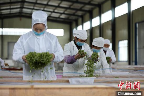 贵州丹寨金钟经济开发区华阳茶业加工车间,工人在风槽上摊晾茶青。 黄晓海 摄 贵州丹寨金钟经济开发区华阳茶业加工车间,工人在风槽上摊晾茶青。 黄晓海 摄
