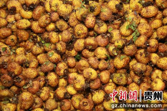 刺梨鲜果 张广为摄 刺梨鲜果 张广为摄