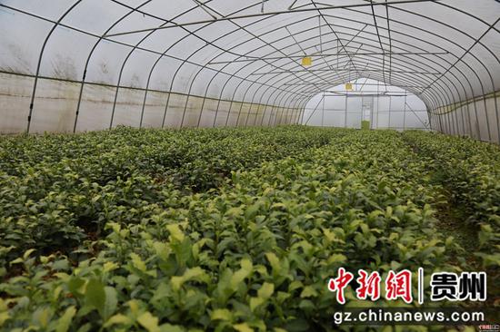 对坡镇大堡社区茶叶育苗大棚 张广为摄 对坡镇大堡社区茶叶育苗大棚 张广为摄