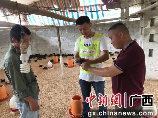 五黑鸡。 五黑鸡。