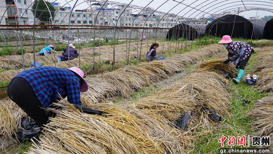 群众采收黔茸菌 群众采收黔茸菌