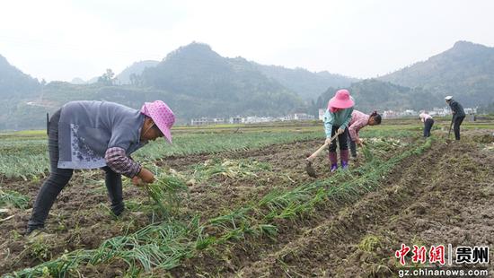 群众正在栽种香葱 群众正在栽种香葱