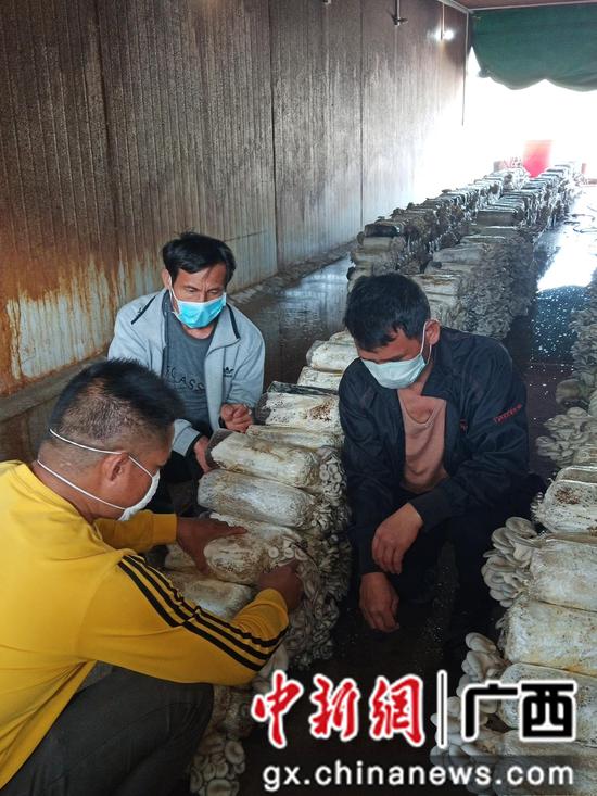 技术人员指导工人采摘姬菇。 技术人员指导工人采摘姬菇。