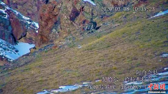 罕见!“雪山之王”出游巡山 新疆拍摄到雪豹活动影像