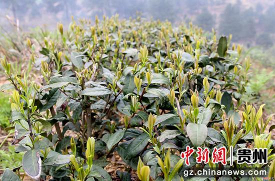 鲜嫩的茶芽 鲜嫩的茶芽
