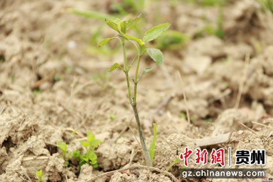 嫩绿的板蓝根小苗 嫩绿的板蓝根小苗