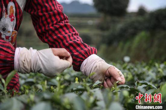 贵州湄潭的茶农在茶园采摘春茶。 瞿宏伦 摄 贵州湄潭的茶农在茶园采摘春茶。 瞿宏伦 摄