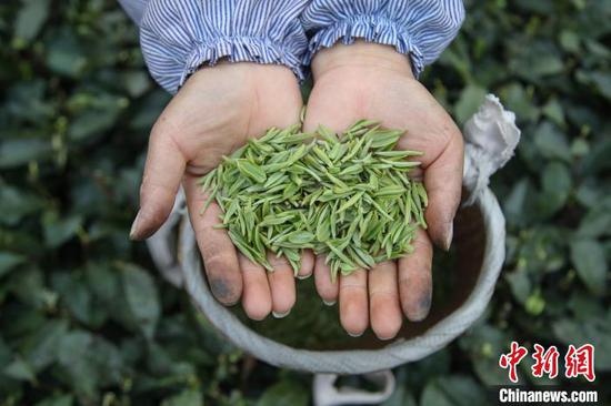 贵州湄潭的茶农在展示采摘的茶青。 瞿宏伦 摄 贵州湄潭的茶农在展示采摘的茶青。 瞿宏伦 摄