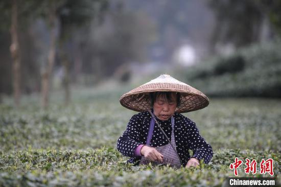 贵州湄潭的茶农在茶园采摘春茶。 瞿宏伦 摄 贵州湄潭的茶农在茶园采摘春茶。 瞿宏伦 摄