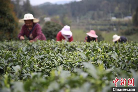 贵州湄潭的茶农在茶园采摘春茶。 瞿宏伦 摄 贵州湄潭的茶农在茶园采摘春茶。 瞿宏伦 摄