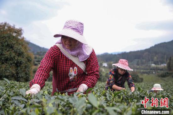 贵州湄潭的茶农在茶园采摘春茶。 瞿宏伦 摄 贵州湄潭的茶农在茶园采摘春茶。 瞿宏伦 摄