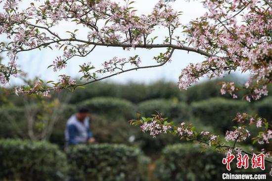 贵州湄潭的茶农在茶园采摘春茶。 瞿宏伦 摄 贵州湄潭的茶农在茶园采摘春茶。 瞿宏伦 摄
