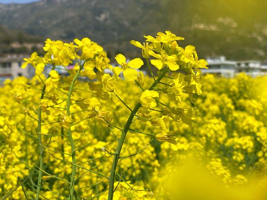 浙江洞头"云赏"油菜花"上线" 与春天"零距离"