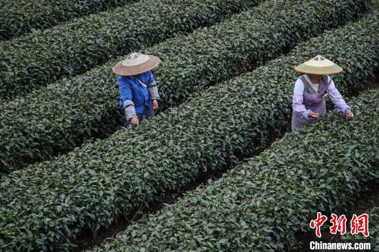 贵州湄潭的茶农在茶园采摘春茶。 瞿宏伦 摄 贵州湄潭的茶农在茶园采摘春茶。 瞿宏伦 摄