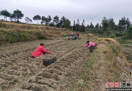 贵州独山魔芋种植忙产业添新章