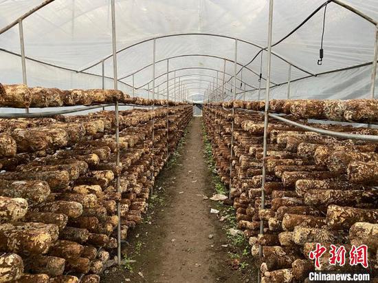图为大棚食用菌产业。 刘鹏 摄 图为大棚食用菌产业。 刘鹏 摄