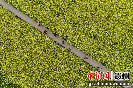 2020年3月18日,游客在贵州省毕节市黔西县洪水镇解放村观赏油菜花 史开心 摄 2020年3月18日,游客在贵州省毕节市黔西县洪水镇解放村观赏油菜花 史开心 摄