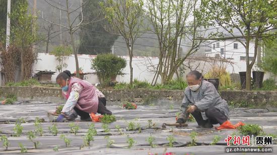 村民们正移栽玫瑰花苗 村民们正移栽玫瑰花苗
