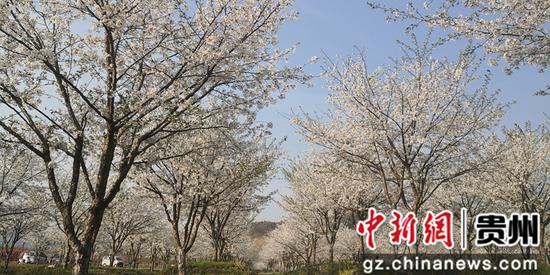 贵州贵定云雾樱花美如画 贵州贵定云雾樱花美如画