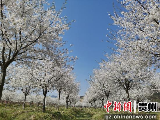 贵州贵定云雾樱花美如画 贵州贵定云雾樱花美如画