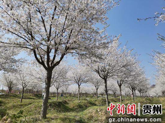 贵州贵定云雾樱花美如画 贵州贵定云雾樱花美如画