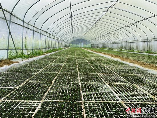 金鼎山镇野里村辣椒基地育苗大棚 金鼎山镇野里村辣椒基地育苗大棚