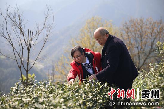 图为信贷员对茶产业用途再贷款进行贷前调查 图为信贷员对茶产业用途再贷款进行贷前调查