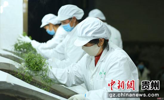 云雾镇营上村云贵茶坊村民在加工手工茶叶 云雾镇营上村云贵茶坊村民在加工手工茶叶