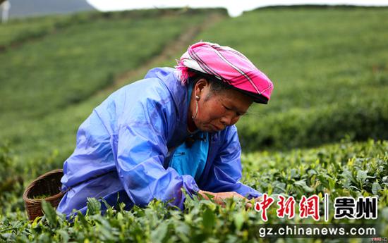云雾镇鸟王村村民在采茶 云雾镇鸟王村村民在采茶