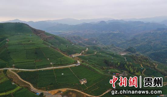 云雾镇鸟王村茶场 云雾镇鸟王村茶场