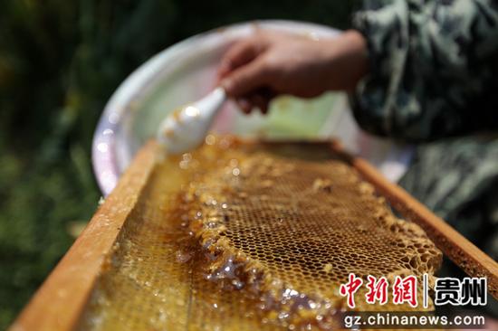 贵州省毕节市黔西县雨朵镇登高社区科技副主任方平在花间采蜜。 贵州省毕节市黔西县雨朵镇登高社区科技副主任方平在花间采蜜。