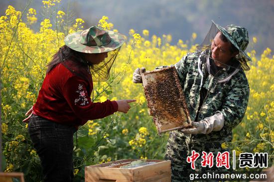 贵州省毕节市黔西县雨朵镇登高社区科技副主任方平在花间查看储蜜情况。 贵州省毕节市黔西县雨朵镇登高社区科技副主任方平在花间查看储蜜情况。
