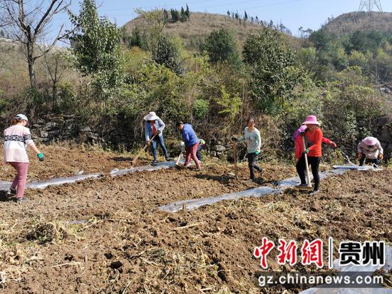 马厂社区村民在种植南瓜 马厂社区村民在种植南瓜