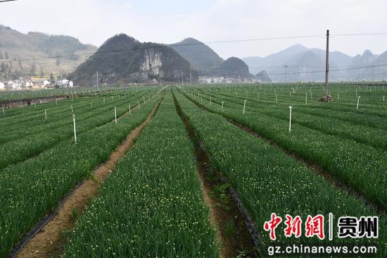 上坪寨克老坝香葱基地 上坪寨克老坝香葱基地