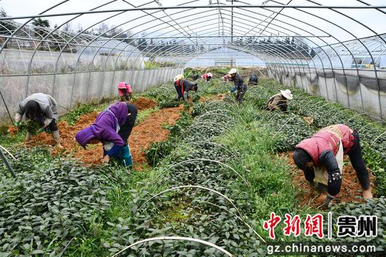 板桥在村民正在育苗大棚内拔茶苗 板桥在村民正在育苗大棚内拔茶苗