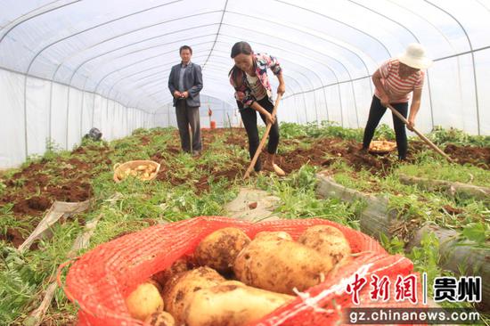 威宁自治县炉山镇可界河畔种植的早熟马铃薯 陈武帅 摄 威宁自治县炉山镇可界河畔种植的早熟马铃薯 陈武帅 摄
