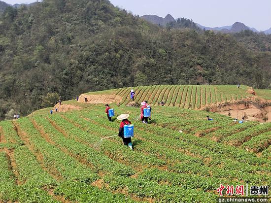图为村民正在喷洒农药 图为村民正在喷洒农药
