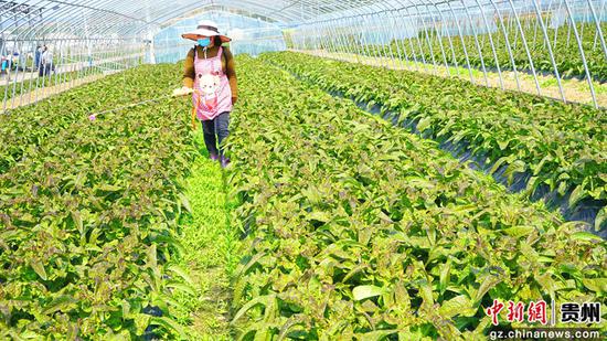 泰丰公司大棚蔬
ff8
基地 泰丰公司大棚蔬菜基地