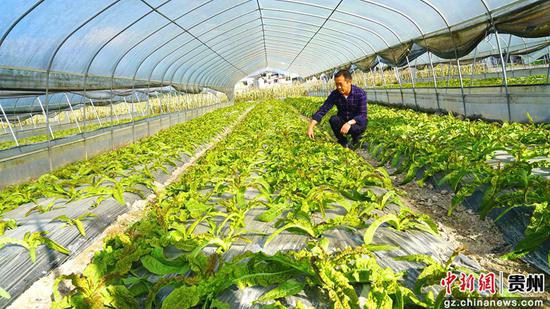 远大公司红叶莴笋大棚种植基地 远大公司红叶莴笋大棚种植基地