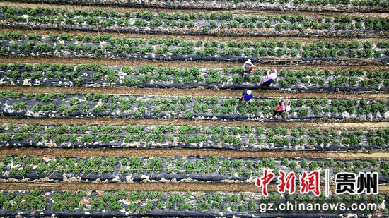 3月25日,在四川省榕江县车江大坝蔬菜基地,村民在田间劳作 王炳真 摄 3月25日,在四川省榕江县车江大坝蔬菜基地,村民在田间劳作 王炳真 摄