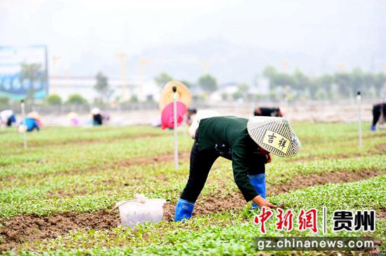 3月25日,在四川省榕江县车江大坝蔬菜基地,村民在田间劳作。 王炳真 摄 3月25日,在四川省榕江县车江大坝蔬菜基地,村民在田间劳作。 王炳真 摄