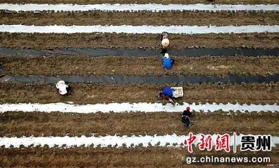 3月25日,在四川省榕江县车江大坝蔬菜基地,村民在田间劳作。 王炳真 摄 3月25日,在四川省榕江县车江大坝蔬菜基地,村民在田间劳作。 王炳真 摄