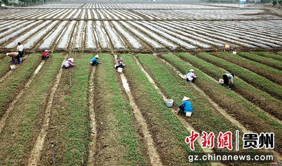 3月25日,在四川省榕江县车江大坝蔬菜基地,村民在田间劳作 王炳真摄 3月25日,在四川省榕江县车江大坝蔬菜基地,村民在田间劳作 王炳真摄