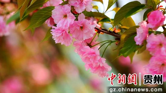 惠水:茶園櫻花美如畫 惠水:茶園櫻花美如畫