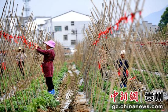 3月25日,在贵州省榕江县车江大坝蔬菜基地,村民在搭西红柿架.