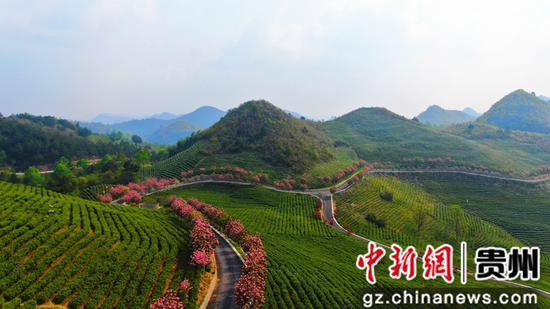 惠水:茶園櫻花美如畫 惠水:茶園櫻花美如畫