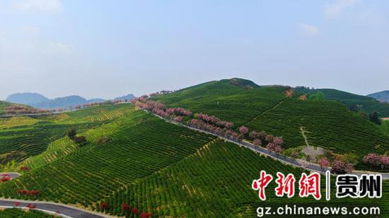 惠水:茶園櫻花美如畫 惠水:茶園櫻花美如畫